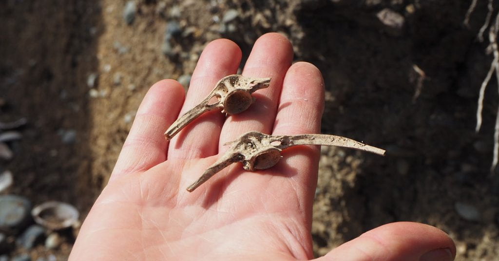 A hand laid out flat holding two partial fish vertebrae