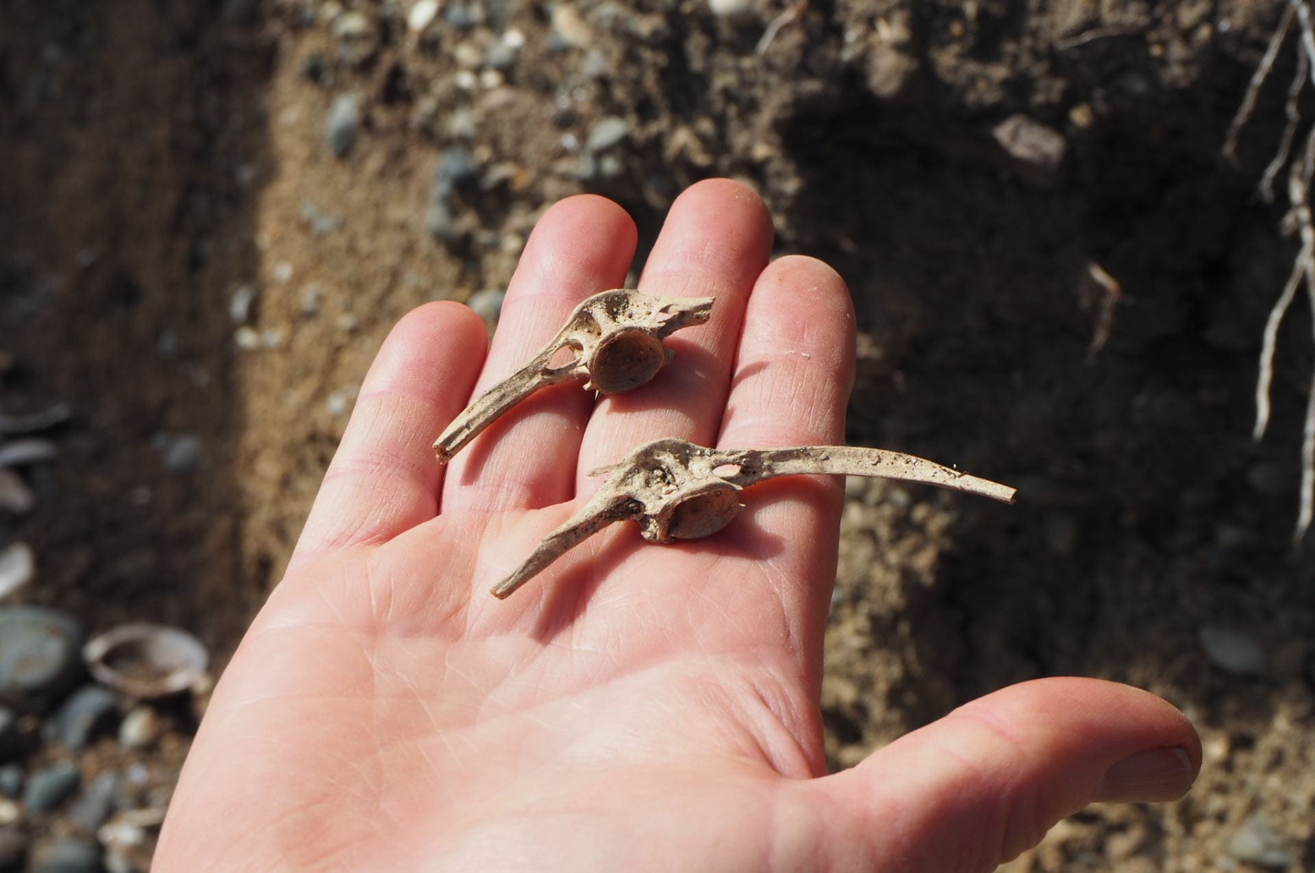 A hand laid out flat holding two partial fish vertebrae