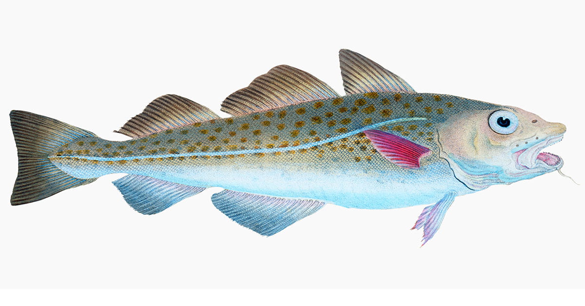The Atlantic cod (Gadus Morhua) illustration from The Natural Hi