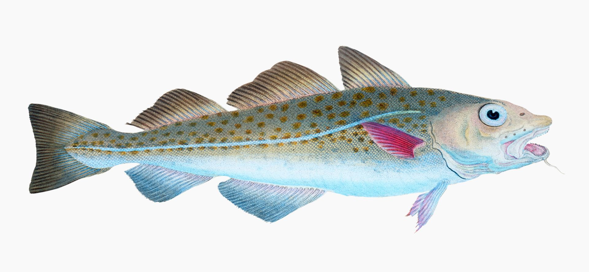 A vintage illustration of an Atlantic cod