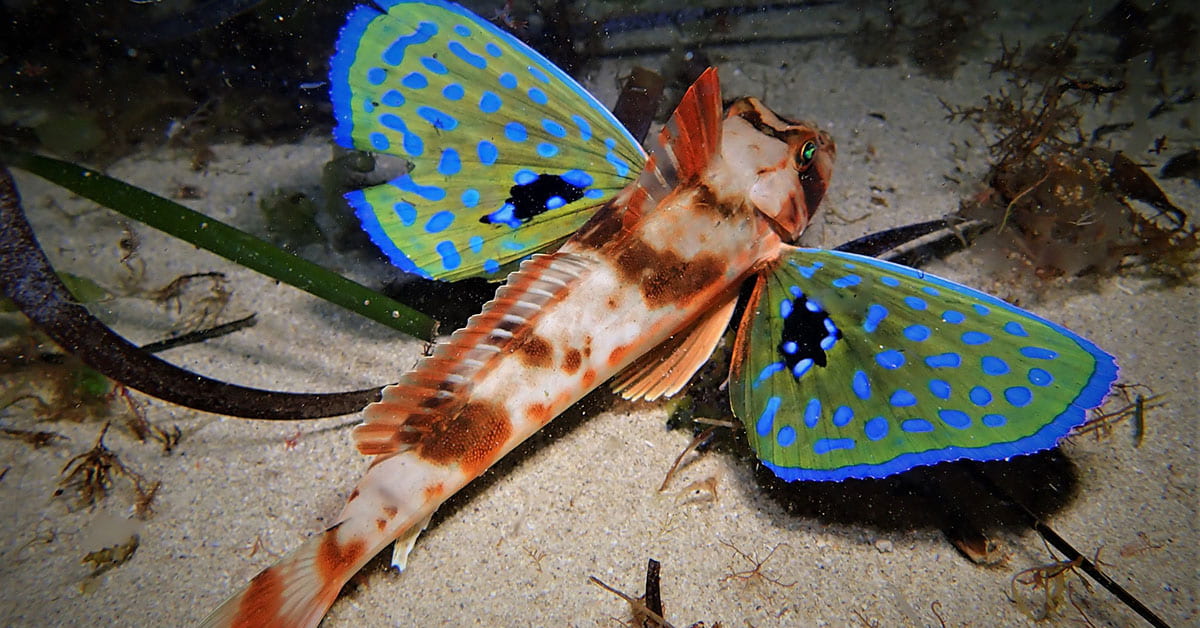 Red gurnard sitting on seafloor with bright blue spotted wings outstretched