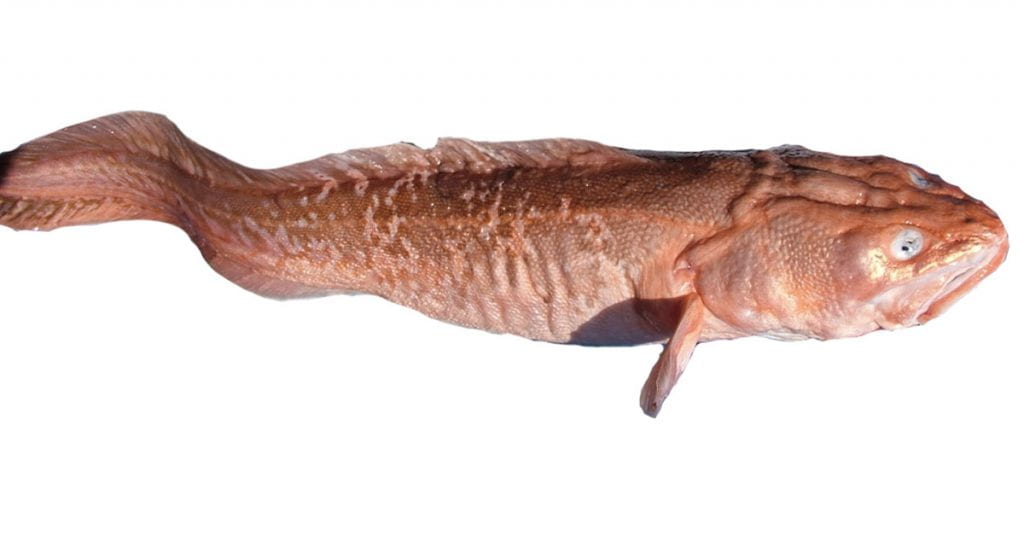 A long pinkish fish with brown splodges and a wrinkly forehead, against a white background.