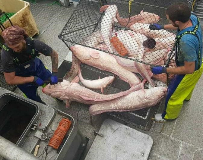 Long, pinkish coloured fish are removed from a pot by a man on deck