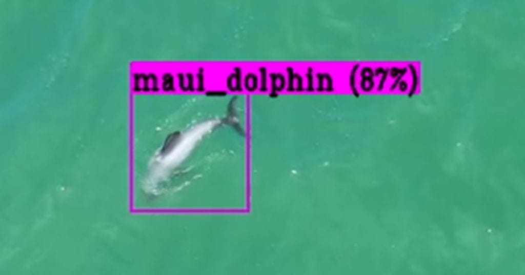 Māui dolphin imaged by a drone and identified by a magenta square