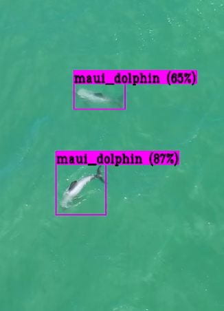 An image of two Māui dolphins swimming in green water, taken from a drone flying above. The Māui dolphins are outlined in magenta squares