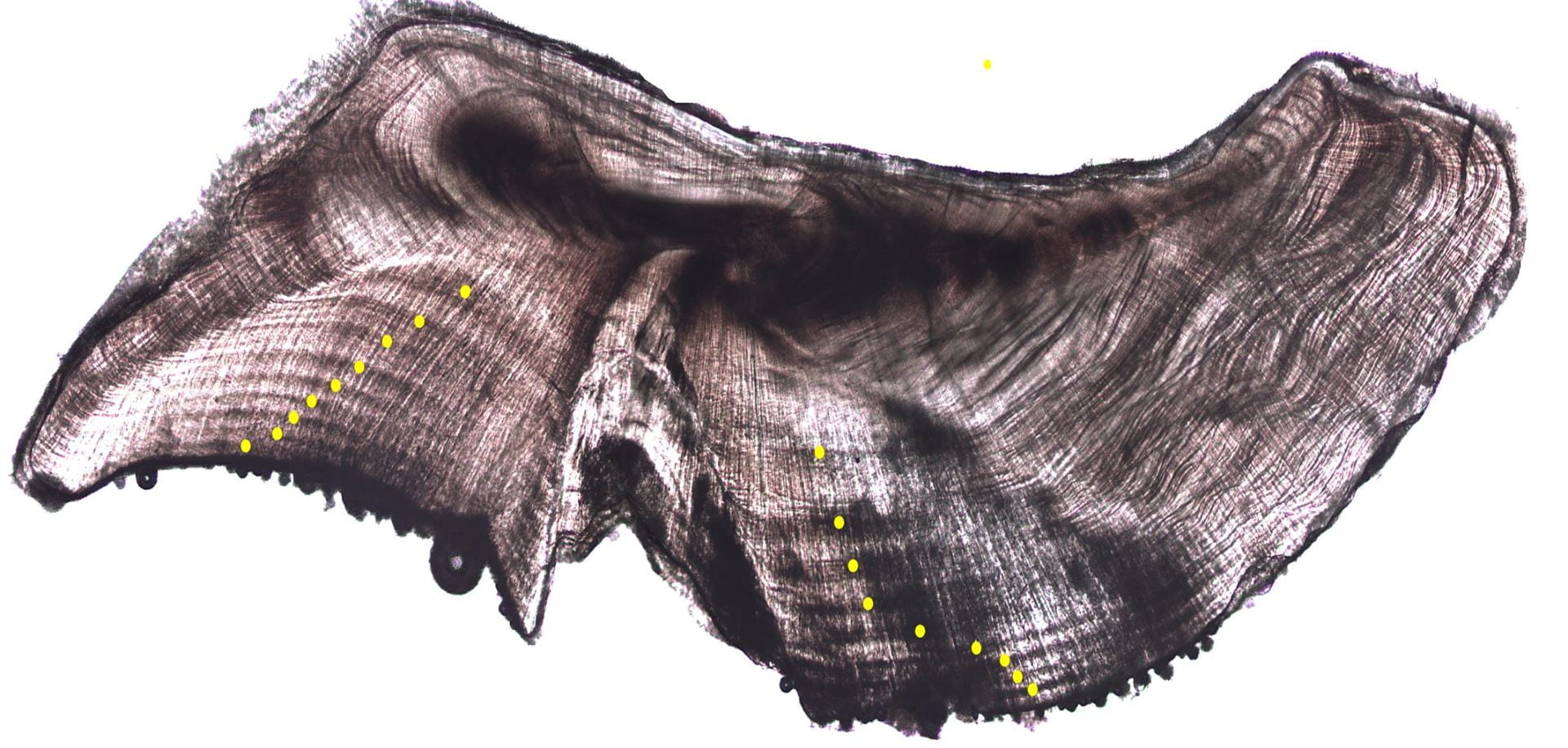 Cross section of a kahawai otolith (ear bone) - an irregularly shaped grey structure with concentric lines indicating growth like tree rings. Yellow dots mark each line.