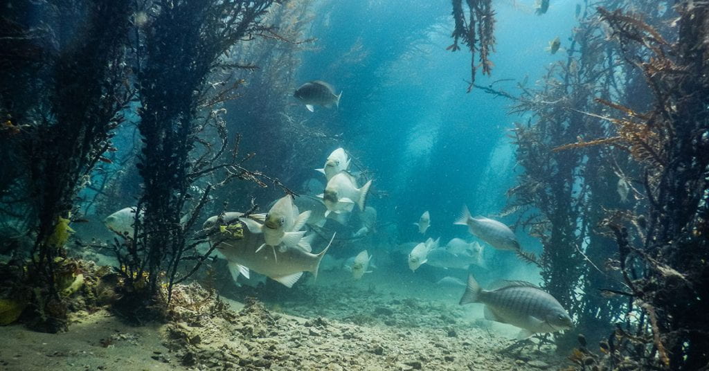 Stripy parore fish swim near the seafloor, surrounded by tall kelp
