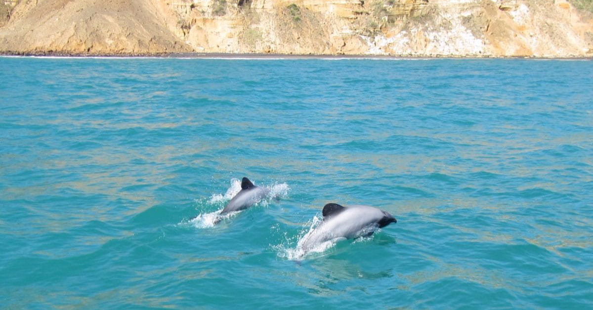 Māui dolphins swimming in turquoise water