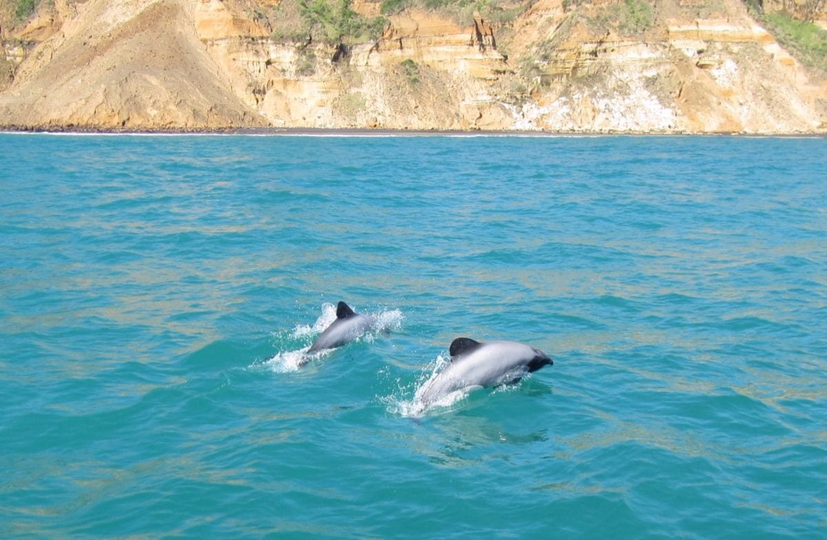 Māui dolphins swimming in turquoise water