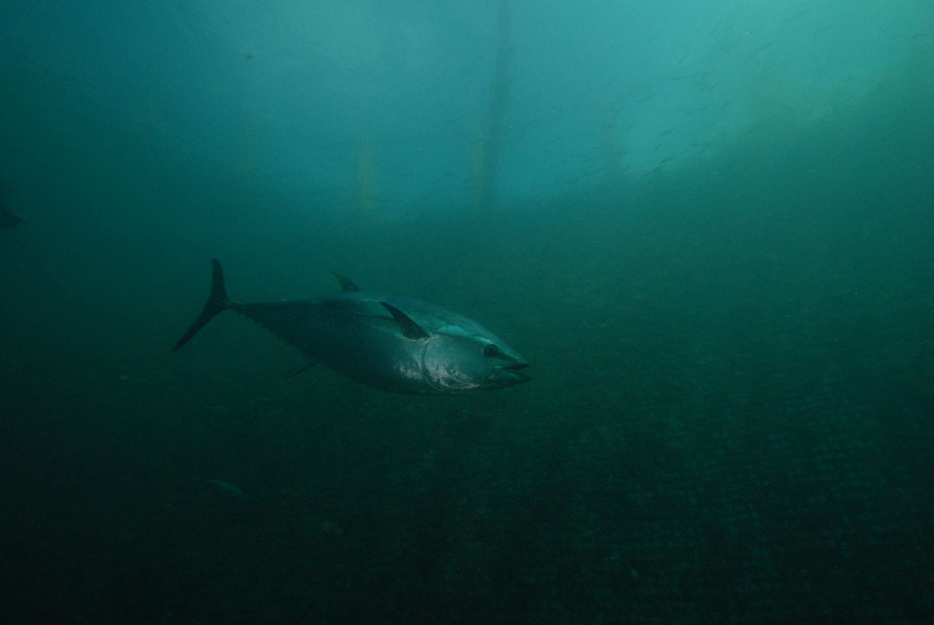 A large tuna fish swims through dark murky blue water
