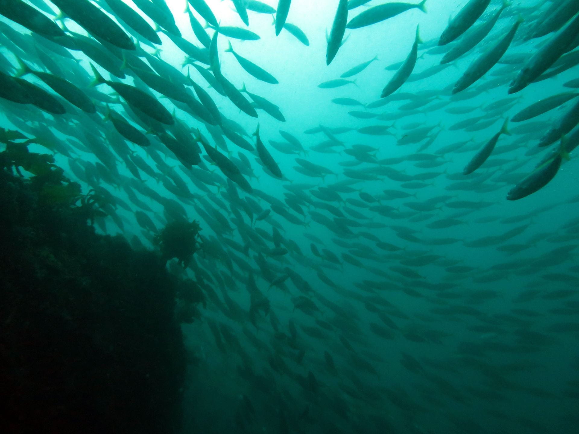 A school of koheru fish silhouetted in greenish water
