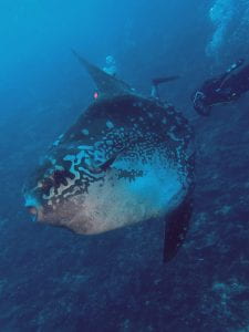 Sunfish swimming on a reef, trailled by a diver. The sunfish's mouth is agape