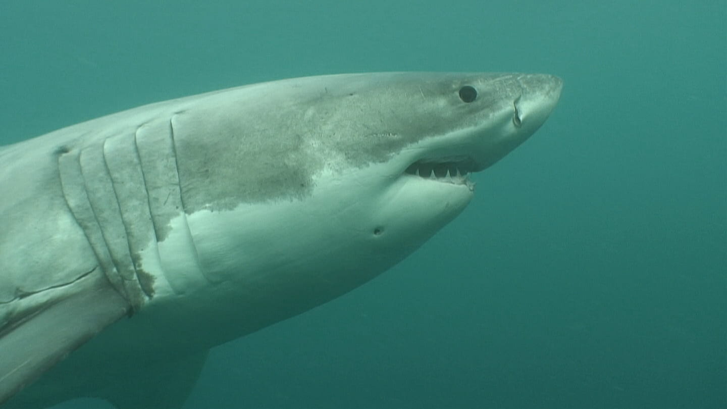 Mid shot of great white shark swimming side on to the camera in greenish water, visible up to the start of her pectoral fin