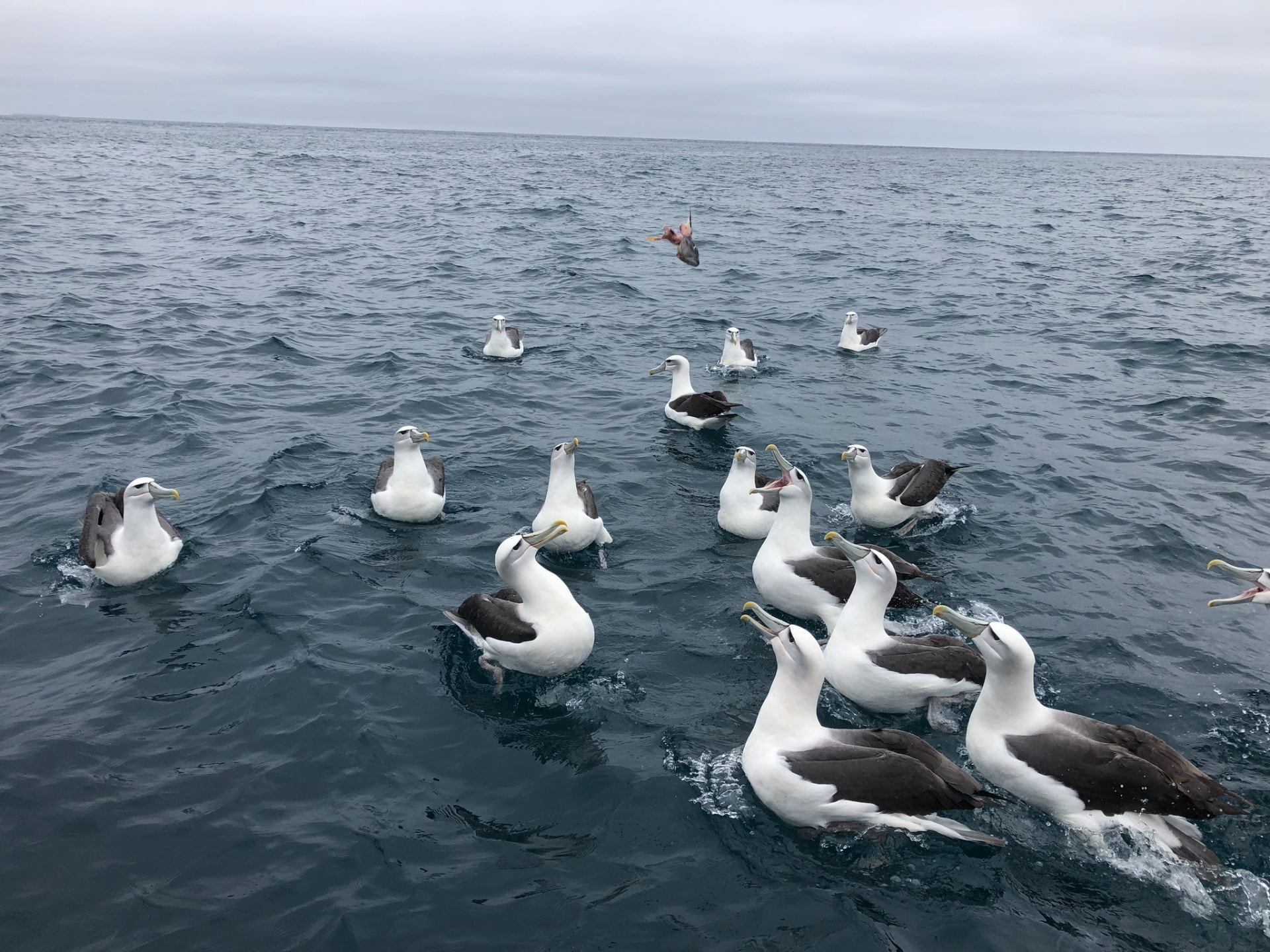 A piece of fish is thrown to a group of around 15 albatrosses sitting on the sea surface. One albatross has its beak wide open to catch the fish. It is a grey day and the sea is dark