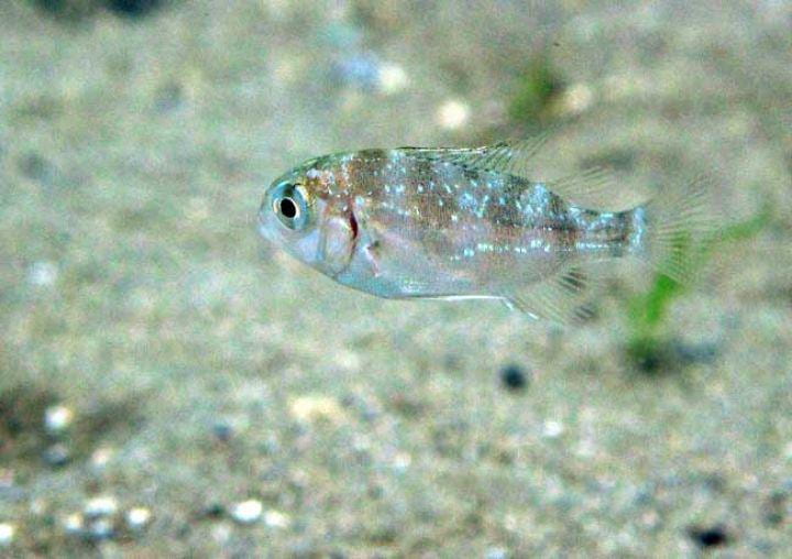 Baby snapper swims above a sandy seafloor