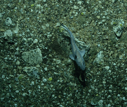 A grey fish, viewed from above, swimming across a gravelly seafloor