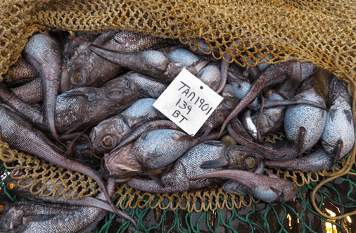 Pinky-grey fish in a brown net lying half open on deck