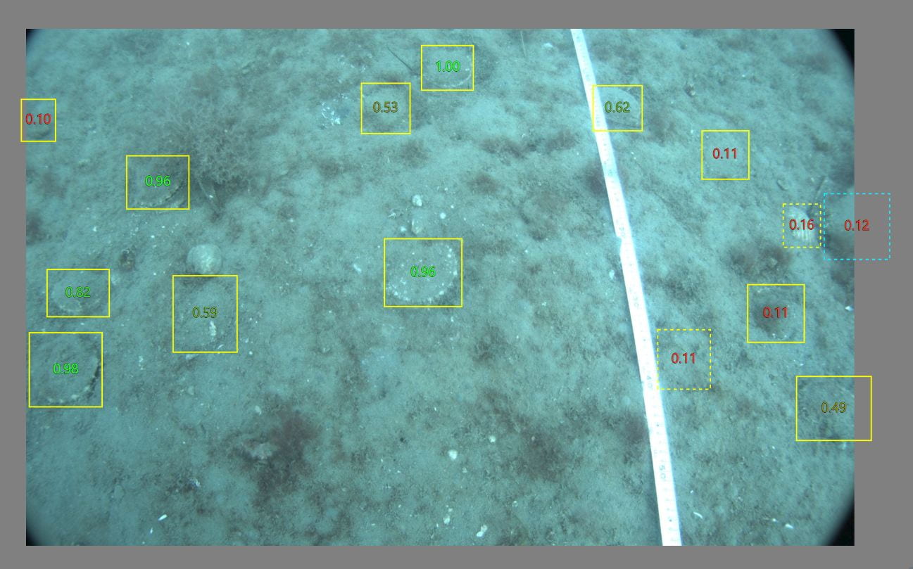 An image of the seafloor with yellow boxes around the locations of scallops