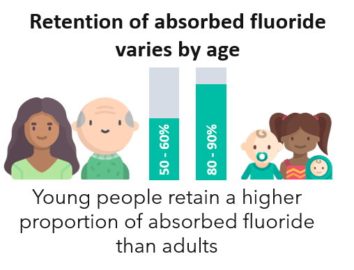 Young people retain a higher proportion of absorbed fluoride than adults