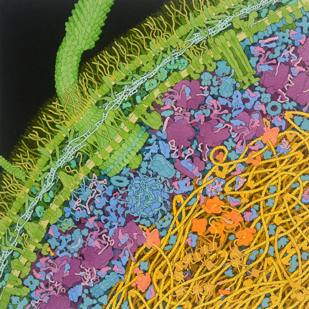 An artist's depiction of an Escherichia coli bacterium cell