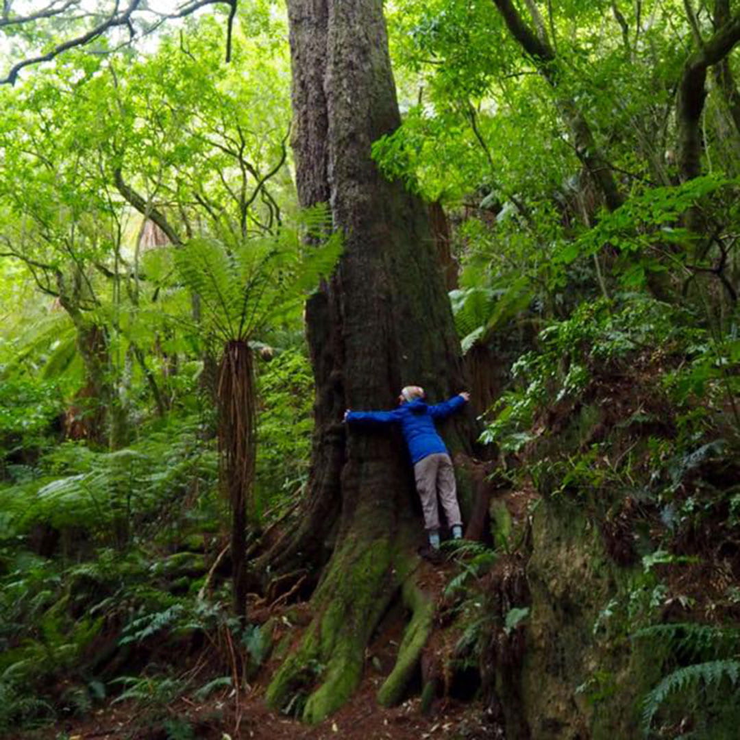 In a lush green forest, a person wearing a rainjacket and beanie hugs a tall, thick tree trunk. Their arms only reach one-third of the way around.