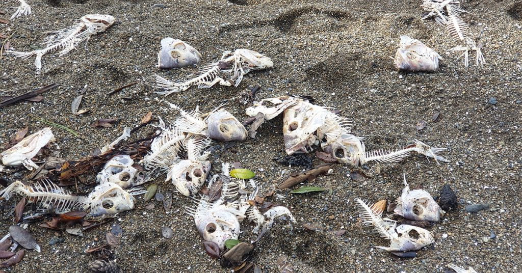 Fish heads and skeletons strewn across sand