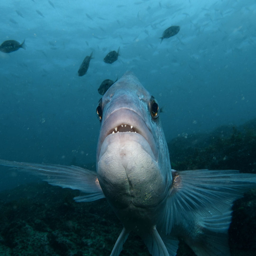 Fish underwater, front-on to camera with mouth agape