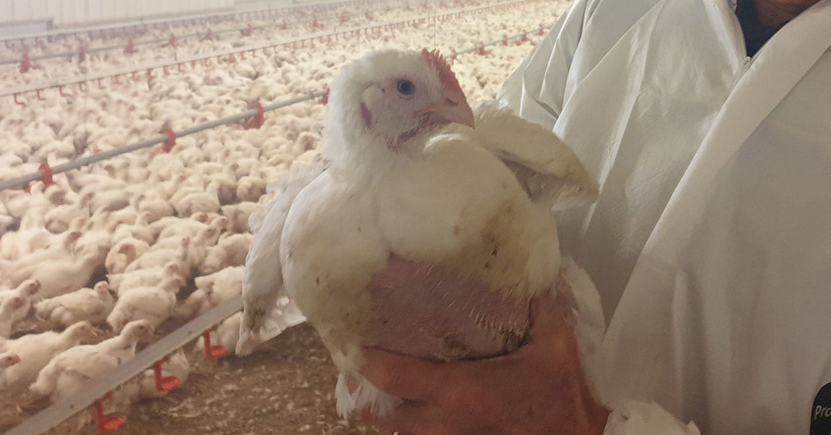 Cobb chicken, ~40 days old