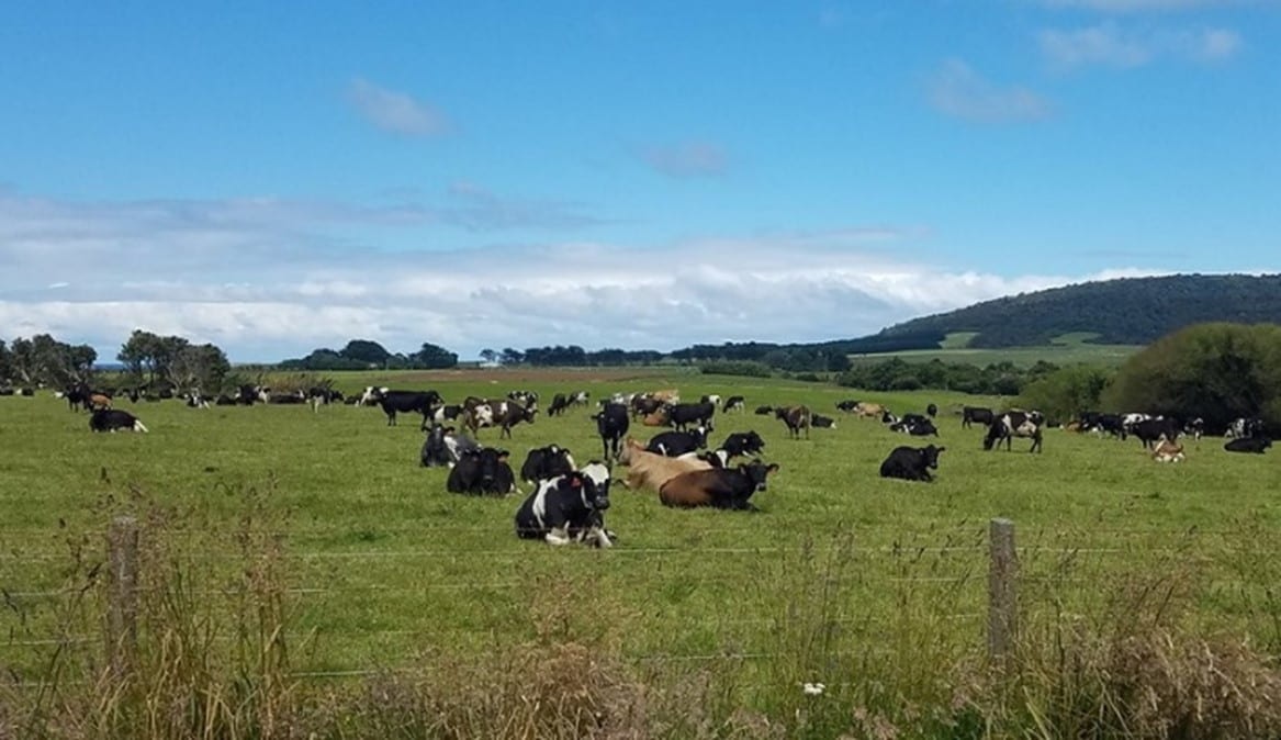 Cows on a farm in Aotearoa New Zealand. Credit: Katie (alaskahokie)