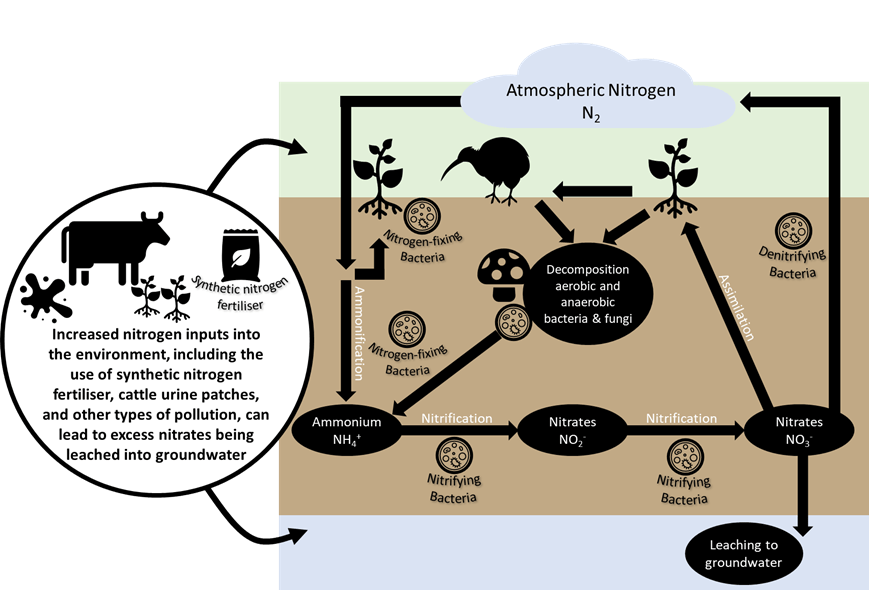 Key components of the nitrogen cycle